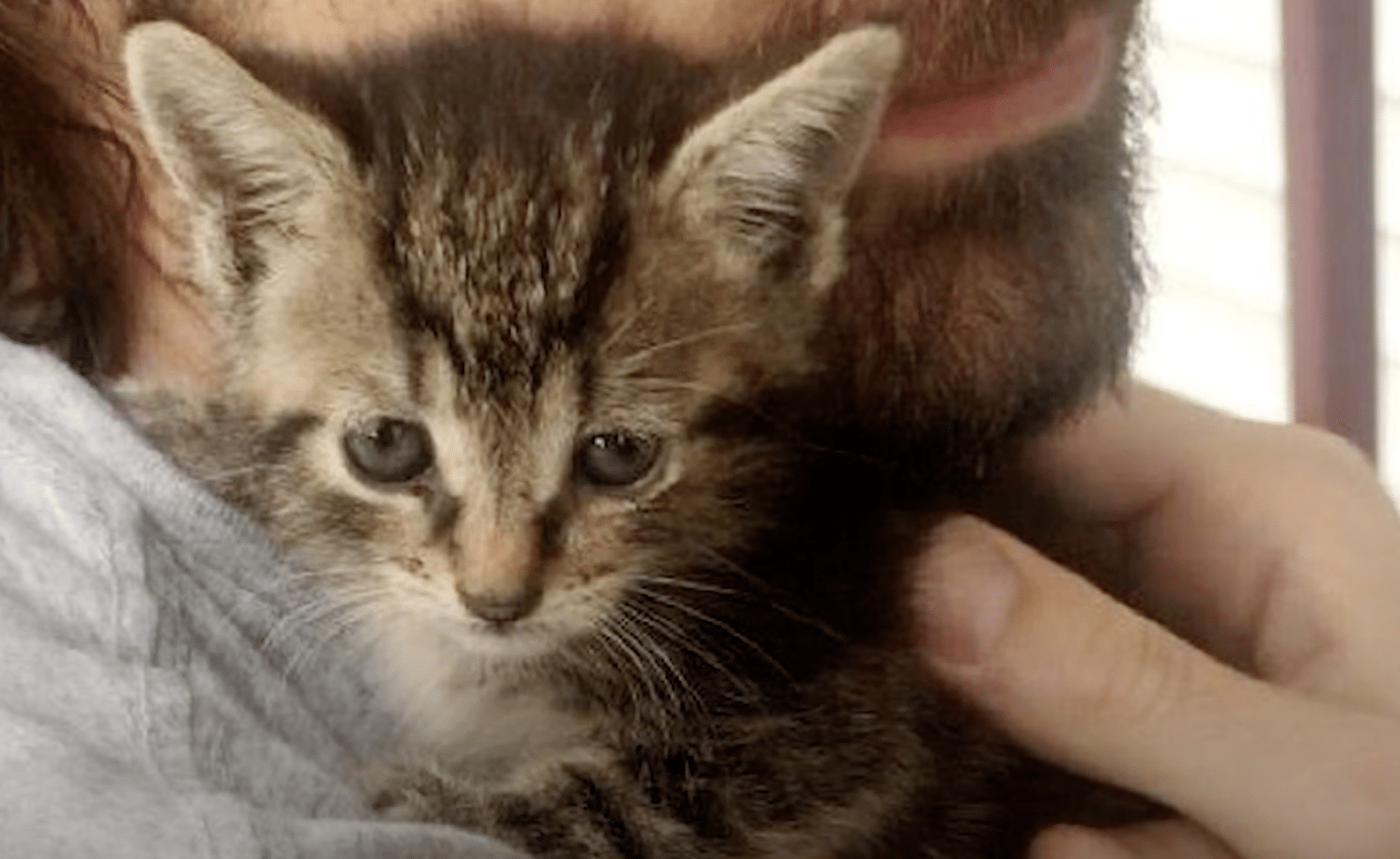 While Lonely Boy Slept, A Kitten Snuck In His Window Looking For Warmth